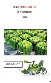 全网吃瓜官网,揭秘娱乐圈幕后真相，带你领略明星生活百态